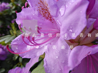 怎么查信用卡是否有逾期（怎么查看自己的信用卡是否逾期）