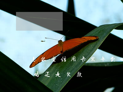 怎么查信用卡欠年费吗(怎么查信用卡欠年费吗还是欠款)