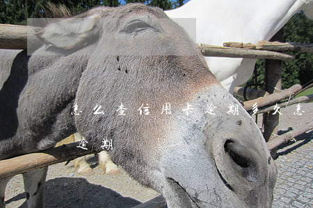 怎么查信用卡逾期多久(怎樣查信用卡有沒有逾期)