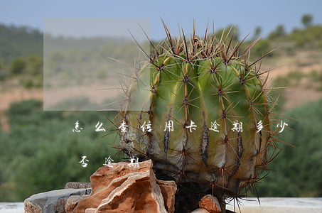 怎么查信用卡逾期多少錢(信用卡怎么查詢是否逾期)