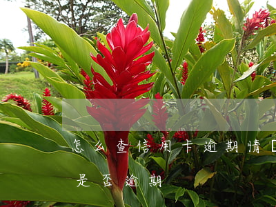 怎么查信用卡逾期情況（如何查詢我的信用卡是否逾期）
