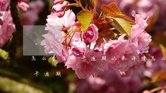 怎么查信用卡逾期记录详情(怎么能查出信用卡逾期)
