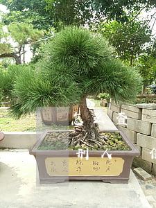 怎么查個(gè)人判刑信息(怎么查找被判刑人員信息)