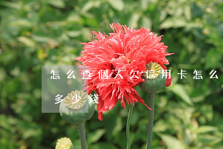 怎么查個人欠信用卡(怎么查一個人欠信用卡多少錢)