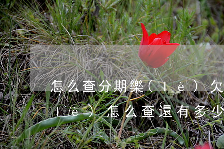 怎么查分期樂(lè)欠了多少錢(分期樂(lè)怎么查還有多少錢沒(méi)還)