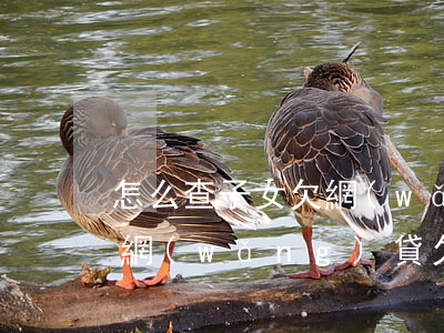 怎么查子女欠網(wǎng)貸(如何查孩子網(wǎng)貸欠多少錢)