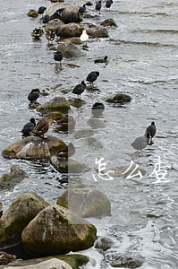 怎么查家庭地址