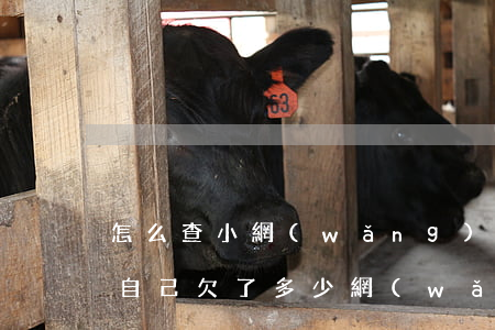 怎么查小網(wǎng)貸欠多少錢(怎樣查自己欠了多少網(wǎng)貸)