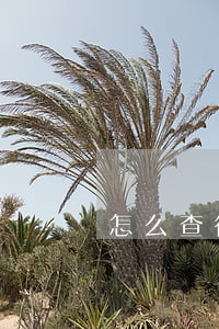 怎么查征信逾期詳情-怎么看逾期征信