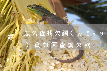 怎么查找欠網(wǎng)貸(網(wǎng)貸如何查詢欠款)