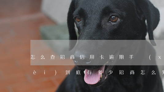 怎么查招商信用卡逾期手續(xù)費(fèi)到底有多少（招商怎么知道信用卡是否逾期）