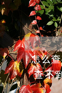 怎么查有沒有網(wǎng)貸逾期(有逾期查不到網(wǎng)貸機(jī)構(gòu))