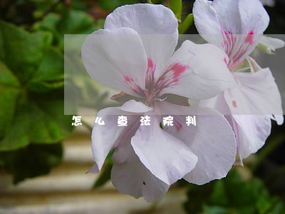 怎么查法院判決書