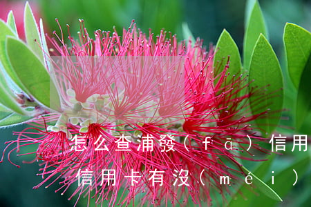 怎么查浦發(fā)信用卡是否逾期(怎么查信用卡有沒(méi)逾期)