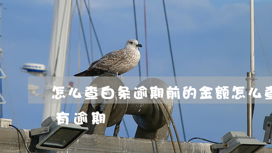 怎么查白条逾期前的金额(怎么查看白条有没有逾期)