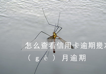 怎么查看信用卡逾期幾次(怎么查信用卡哪個(gè)月逾期)
