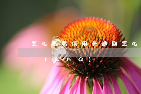 怎么查看信用卡逾期(怎么查看信用卡逾期次數(shù))