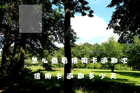 怎么查看信用卡逾期次數(shù)(怎么看信用卡逾期多少天)