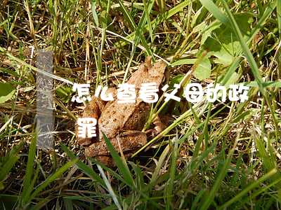 怎么查看父母的政審記錄(政審如何查父母犯罪記錄)