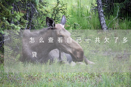 怎么查看自己一共欠了多少網(wǎng)貸
