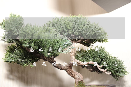 怎么查看花呗分期是否免息几个月-怎么查看花呗分期是否免息几个月的