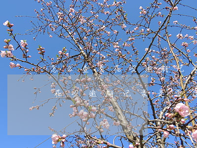 怎么查看花呗逾期记录是否还在-怎么查看花呗逾期记录是否还在征信上