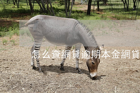 怎么查網貸逾期本金(網貸逾期怎么查看)
