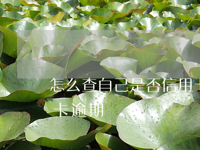 怎么查自己是否信用卡逾期(怎么能查出信用卡逾期)