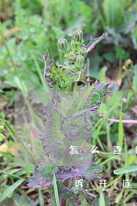 怎么查自己是否被起诉(怎么查自己是否被起诉开庭)