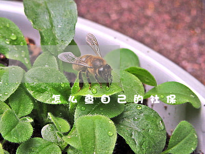 怎么查自己的社保