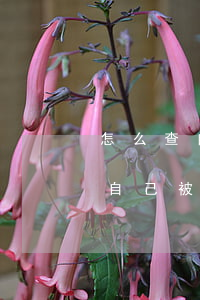 怎么查自己被起訴沒有信用卡逾期-怎么查自己被起訴沒有信用卡逾期記錄