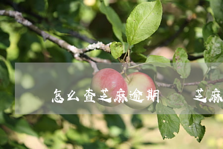 怎么查芝麻逾期記錄（芝麻信用卡的逾期賬單）