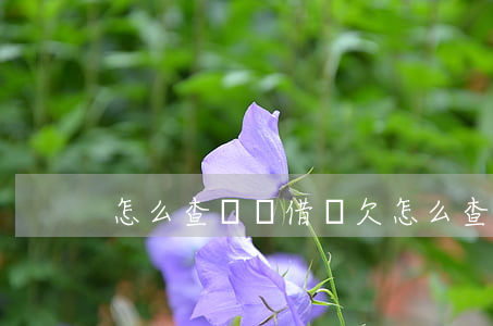 怎么查螞蟻借唄欠(怎么查還唄借款)