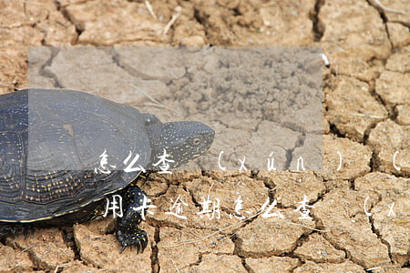 怎么查詢(xún)個(gè)人是否有信用卡逾期(怎么查詢(xún)個(gè)人是否有信用卡逾期欠款)
