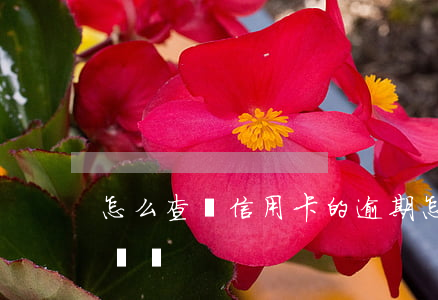 怎么查詢信用卡的逾期(怎么查詢信用卡逾期記錄)