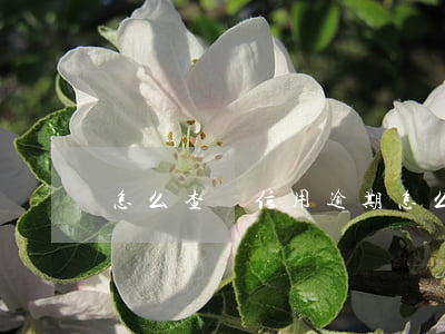 怎么查詢信用逾期(怎么查貸款逾期信用記錄)