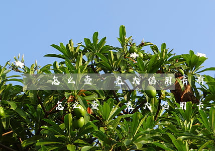 怎么查詢光大信用卡有沒(méi)有逾期(怎么查詢光大信用卡有沒(méi)有逾期過(guò))
