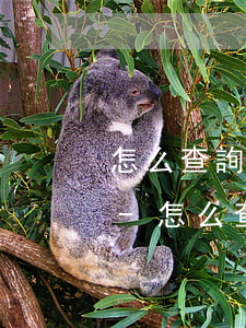 怎么查詢征信報告里逾期詳細(xì)情況-怎么查詢征信報告里逾期詳細(xì)情況呢