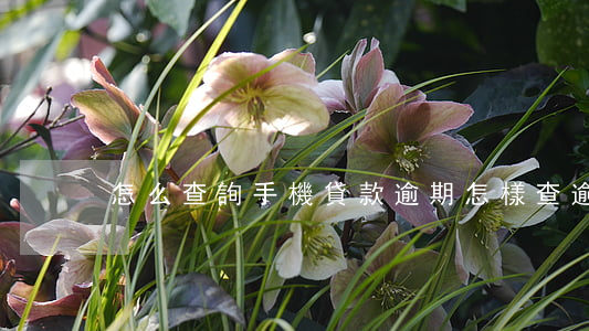 怎么查詢手機貸款逾期(怎樣查逾期)