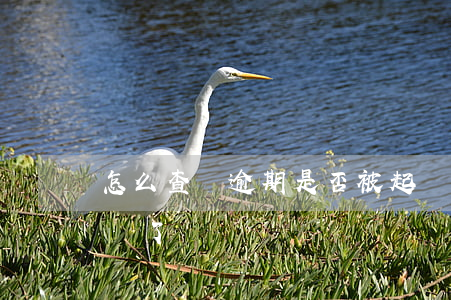 怎么查詢逾期是否被起訴(如何查詢是否被起訴了)