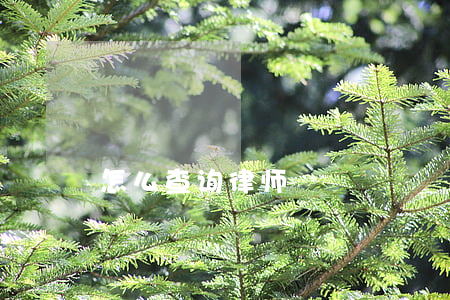 怎么查询律师