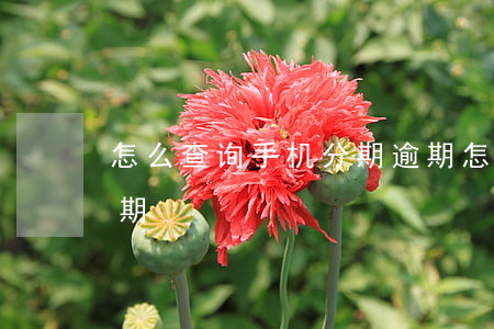怎么查询手机分期逾期(怎么查询手机分期逾期)
