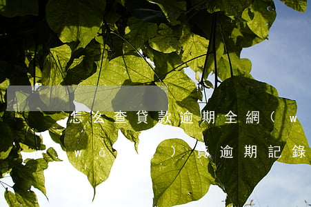 怎么查貸款逾期全網(wǎng)公布(網(wǎng)貸逾期記錄詳細(xì)查詢(xún))