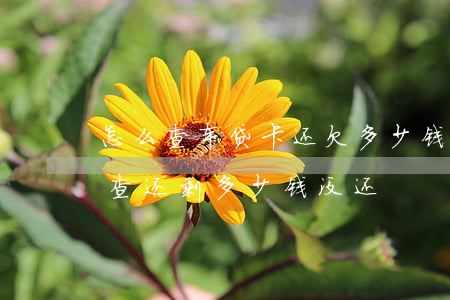 怎么查车贷卡还欠多少钱(车贷的银行卡怎么查还剩多少钱没还)