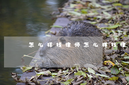 怎么样找律师(怎么样找律师打官司)