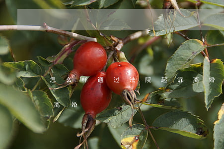怎么样通过法院起诉离婚(怎么样去法院起诉离婚?)