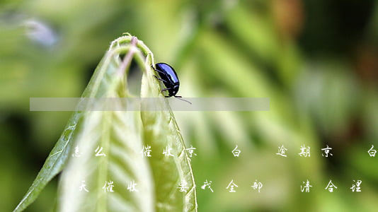 怎么樣催收京東白條逾期(京東白條逾期20天,催收單要我全部還清合理嗎)