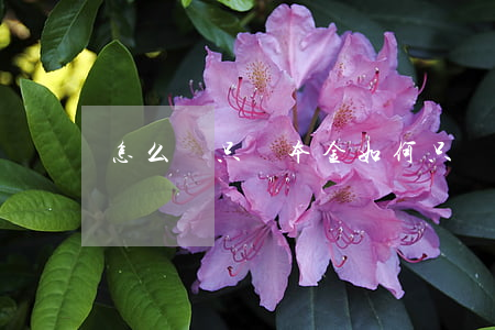 怎么樣只還本金(如何只還本金不還利息)
