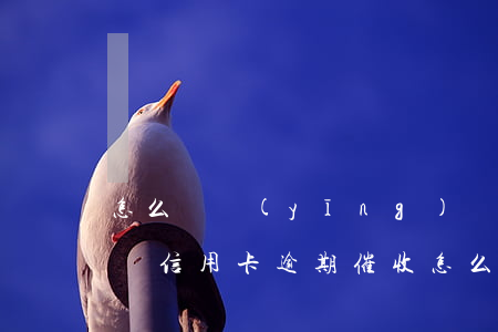 怎么樣應(yīng)對信用卡逾期催收電話?（信用卡逾期催收怎么說）