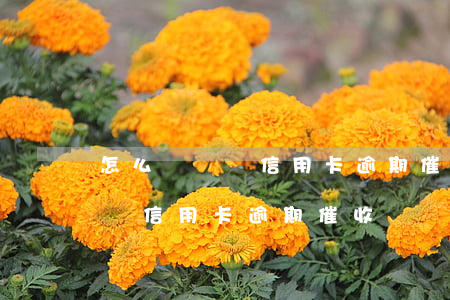怎么樣應對信用卡逾期催收電話-怎么樣應對信用卡逾期催收電話?
